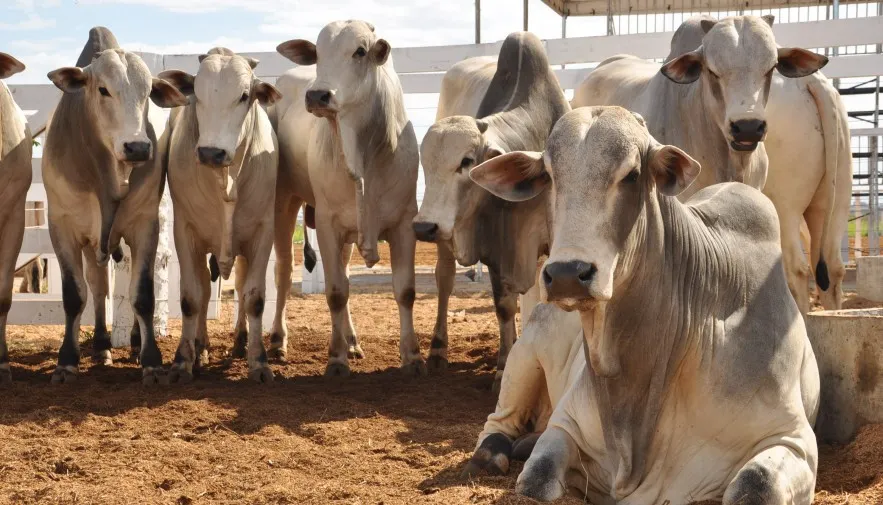 Atuação das Polícias Civis do Tocantins e de São Paulo resulta na prisão de homem por furto de gado, estelionato e lavagem de dinheiro 