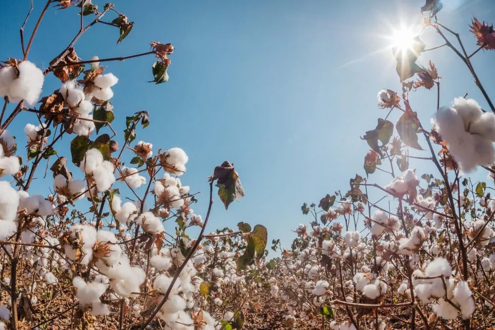 Com crescimento de 37% na área de cultivo de algodão, Tocantins inicia período de vazio sanitário dia 20 de setembro
