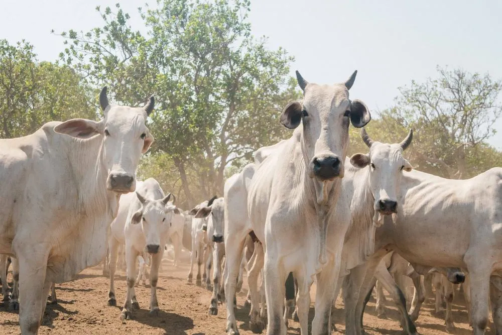 Governo do Tocantins encerra período de campanha de informações pecuárias na Ilha do Bananal