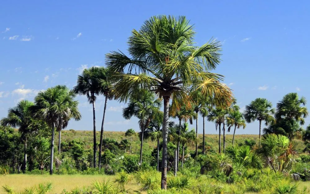 Governo do Tocantins divulga 1º Boletim de Desmatamento com redução de 24,3% de áreas impactadas, nos últimos cinco meses