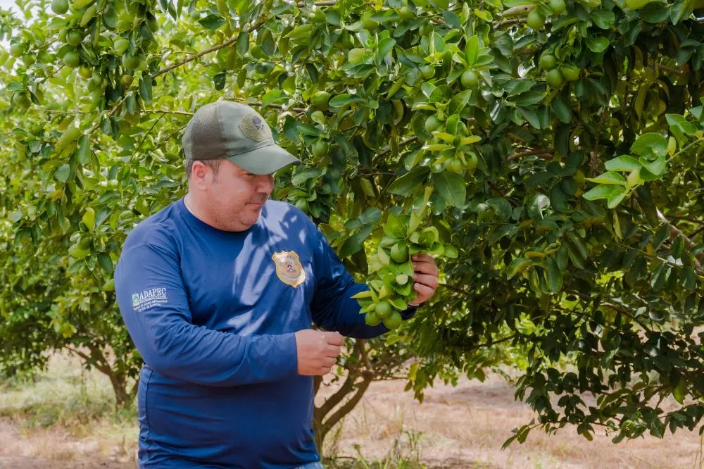 Governo do Tocantins promove 2° levantamento semestral de pragas quarentenárias da citricultura e bananicultura