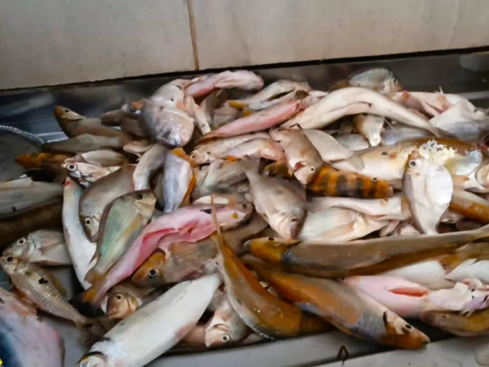Foto: Naturatins/Governo do Tocantins