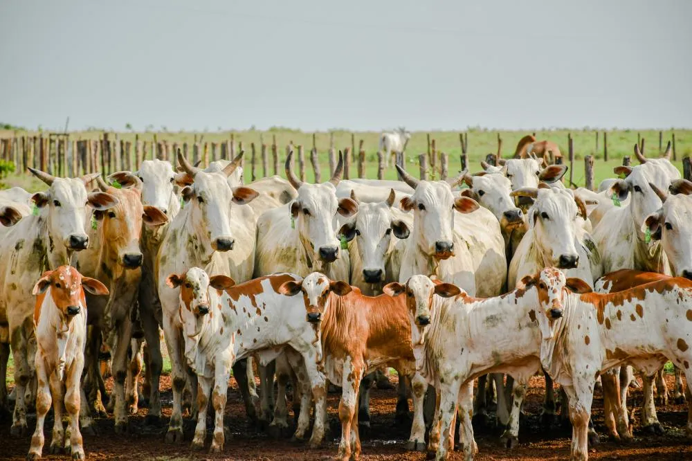 Prazo para declaração obrigatória de informações pecuárias encerra no dia 30 de novembro