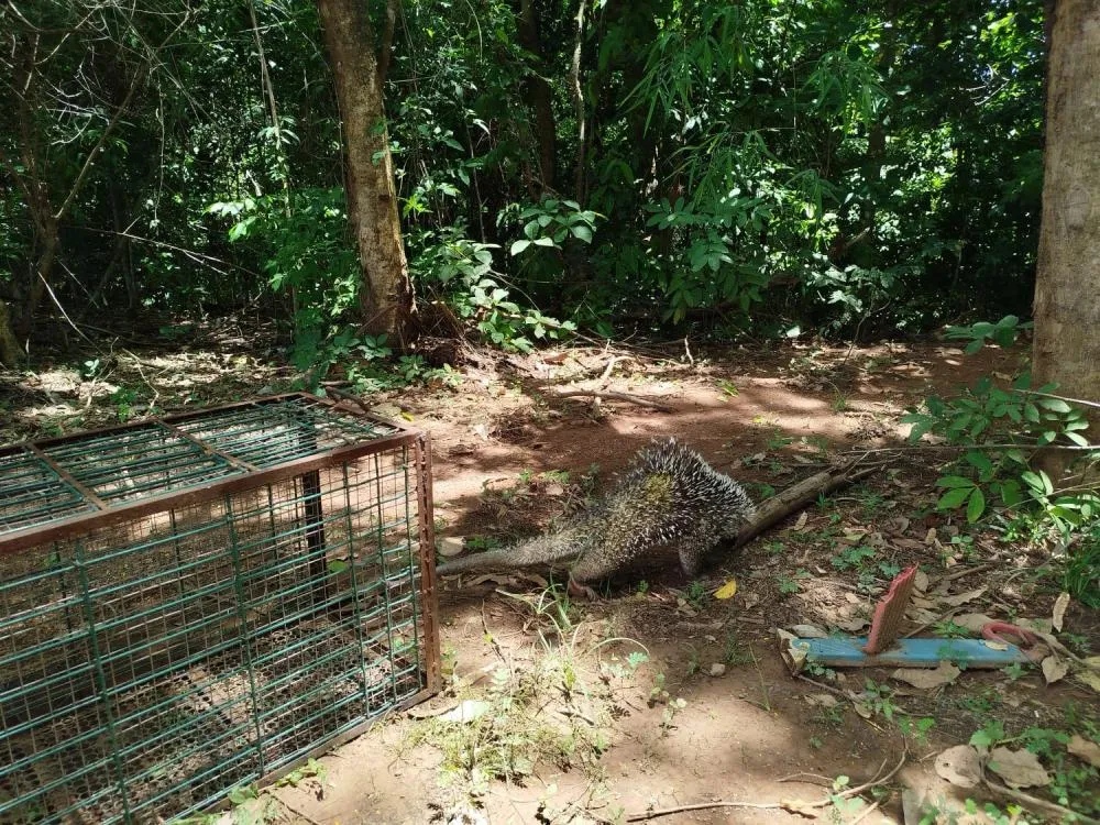 GMP Ambiental recolhe porco-espinho em distribuidora de bebida na região norte da Capital