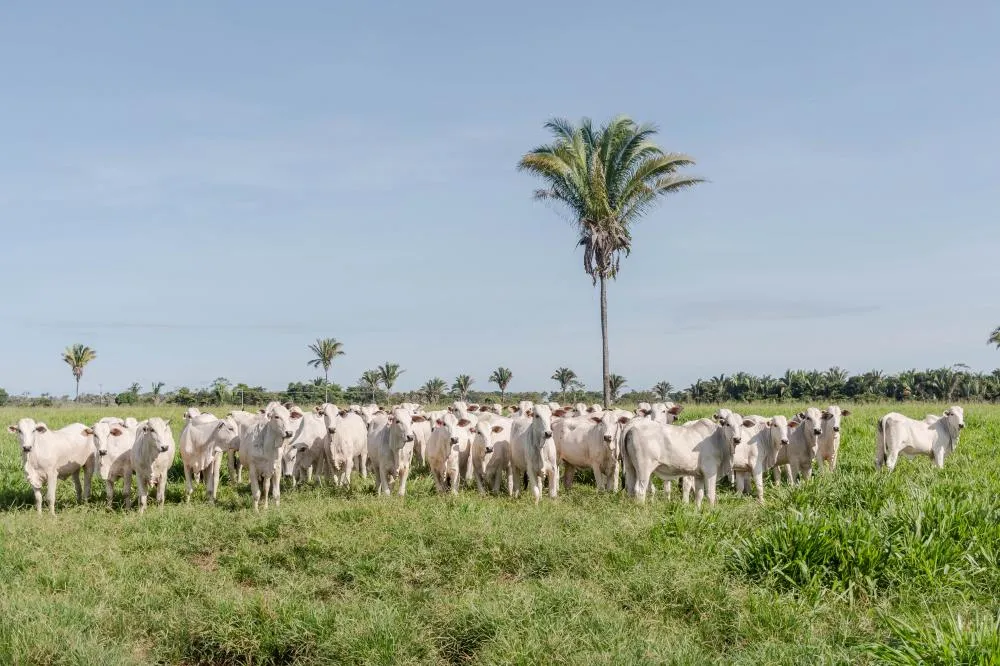 No Tocantins 95,5% das propriedades com rebanho realizaram a declaração de informações pecuárias