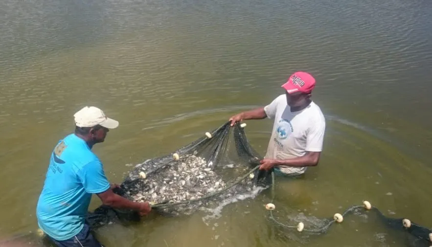 Governo do Tocantins publica decreto que isenta do ICMS todo pescado produzido em cativeiro em todo o Estado