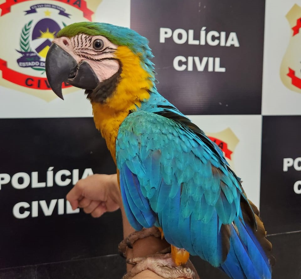 Polícia Civil resgata Arara-Canindé mantida em cativeiro em Taguatinga