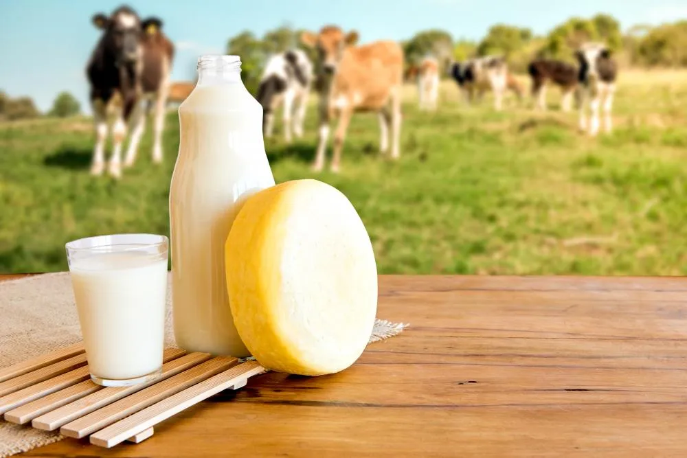 Governo do Tocantins concede certificação de equivalência federal a laticínio em Santa Fé do Araguaia