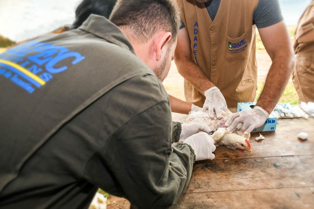 Inquérito para comprovação de ausência do vírus da influenza aviária e da doença de Newcastle na avicultura segue em granjas tocantinenses