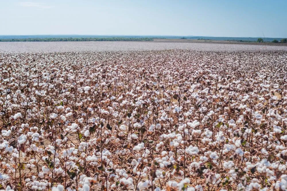Produtores de algodão safrinha deve realizar cadastro de áreas até 15 de março