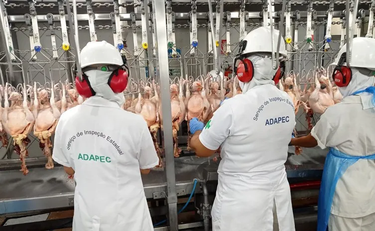 Governo do Estado informa que caso suspeita de Gripe Aviária em abatedouro avícola de Aguiarnópolis está sob controle e não representa risco à saúde humana