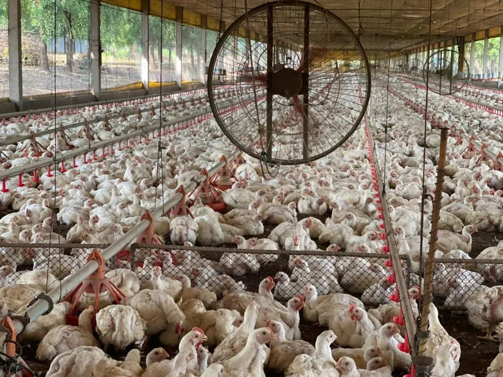 Tocantins descarta gripe aviária e plantel segue livre de doenças