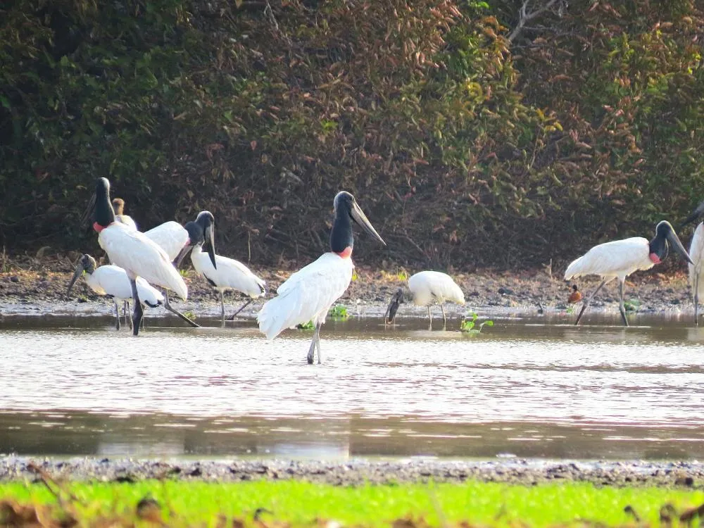 Governo do Tocantins realiza ação de vigilância e prevenção da Influenza Aviária no Parque Estadual do Cantão