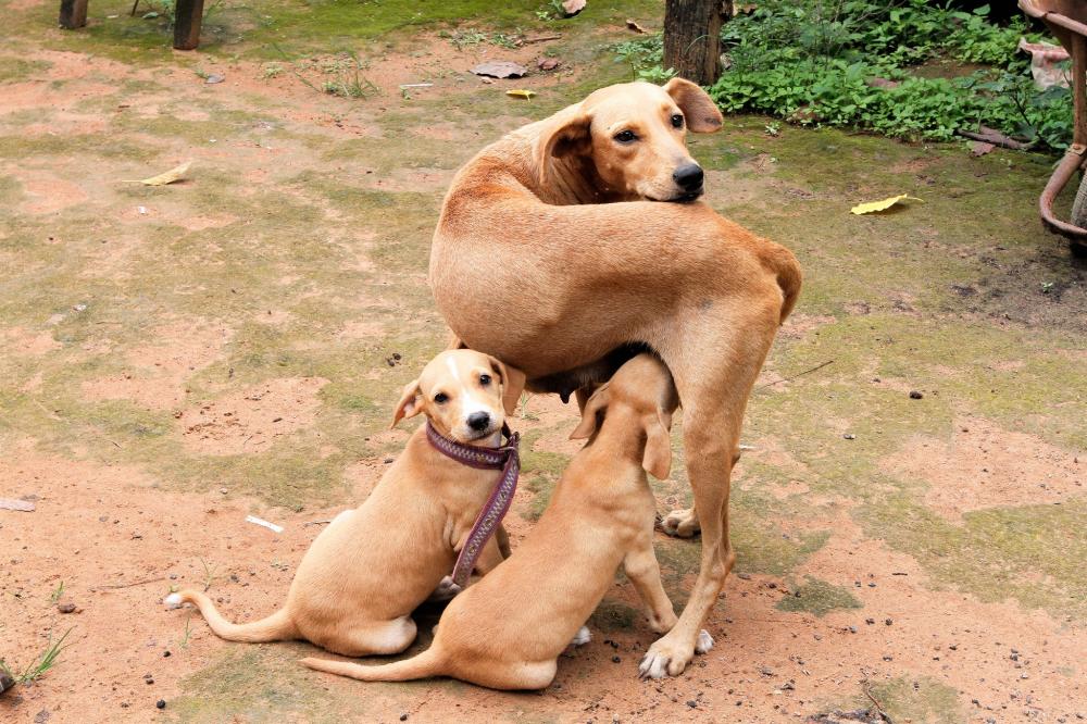 Lei proíbe queima de fogos de artifícios e artefatos pirotécnicos com estampido e efeito sonoro ruidoso no Tocantins 