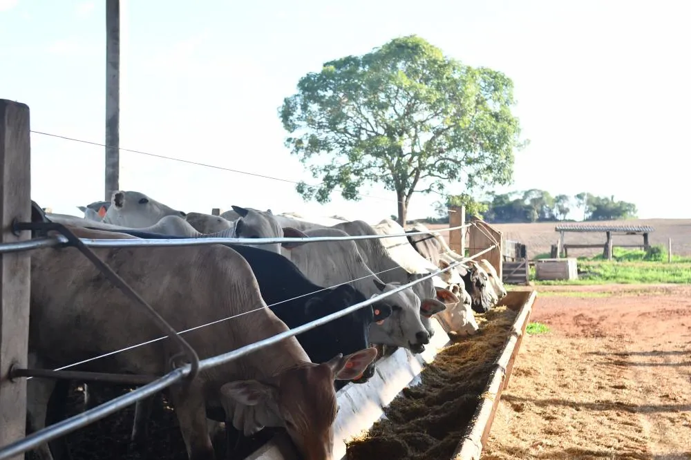 Adapec orienta produtores sobre a proibição do uso de cama de aviário na alimentação de animais
