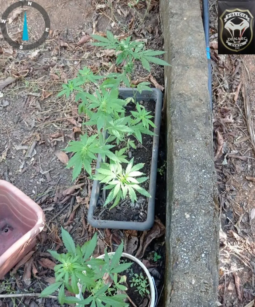 Denarc destrói estrutura montada para cultivo de maconha na zona rural de Palmas