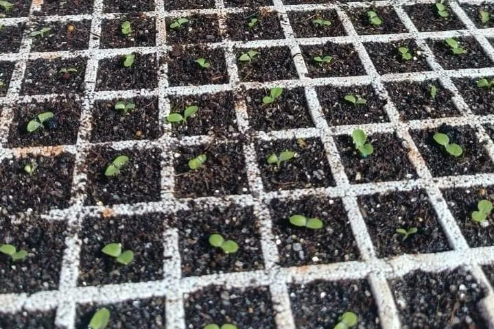 Prefeitura de Palmas distribuirá gratuitamente 10 mil mudas de alface para hortas comunitárias