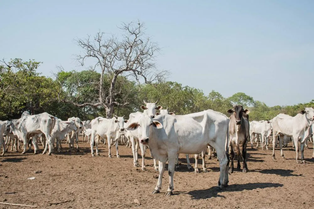 Proprietários de animais na Ilha do Bananal devem fazer a declaração de informações pecuárias junto a Adapec a partir de 1º de agosto