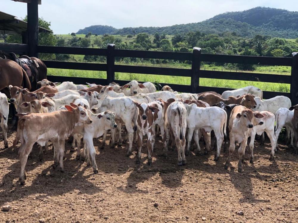 Vacinação contra brucelose no segundo semestre de 2022 atinge 95,36% das bovídeas em idade vacinal