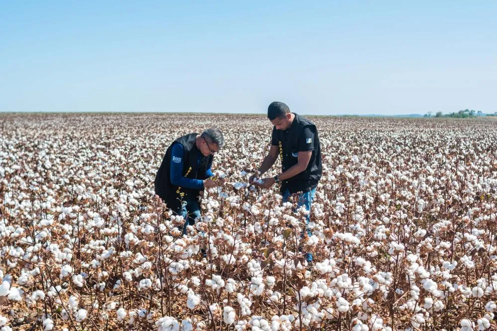 Adapec estabelece novas regras fitossanitárias para o cultivo de algodão no Tocantins
