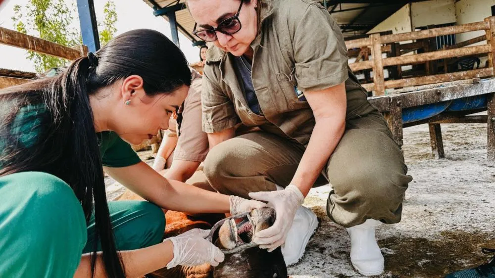Com vigilância ativa contra febre aftosa em bovinos, Governo do Tocantins assegura sanidade e mercados para a carne tocantinense