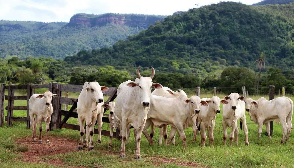 Foto: Aldemar Ribeiro/Governo do Tocantins