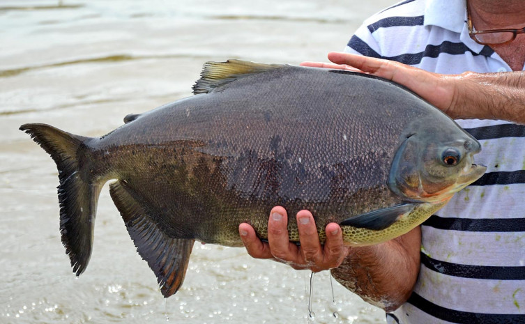 Cadastro de estabelecimentos aquícolas junto à Adapec fortalece a piscicultura no Estado 