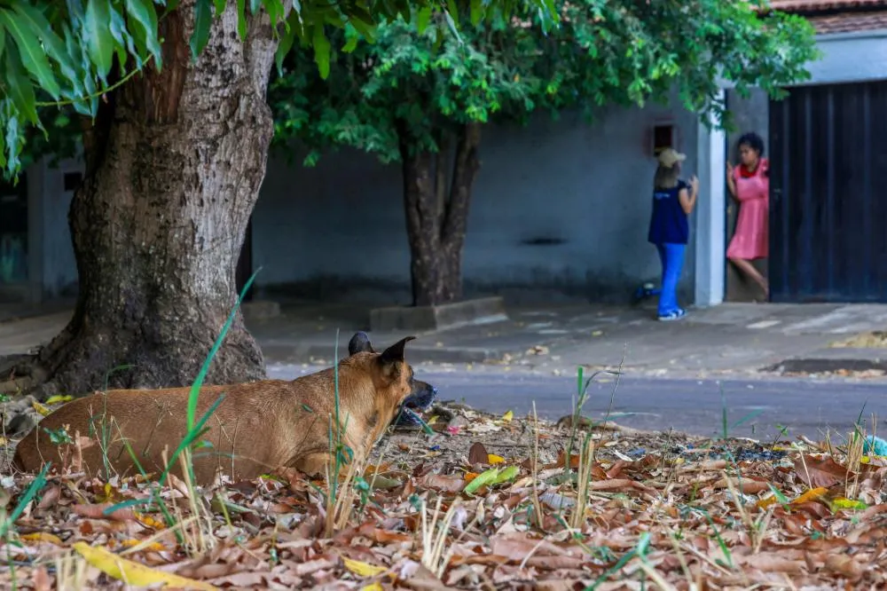 Foto: Divulgação Secom Palmas