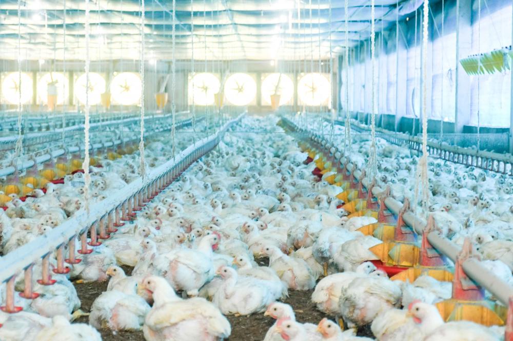 Adapec conclui fase de colheita em granjas avícolas para inquérito sobre ausência do vírus da influenza aviária e doença de Newcastle