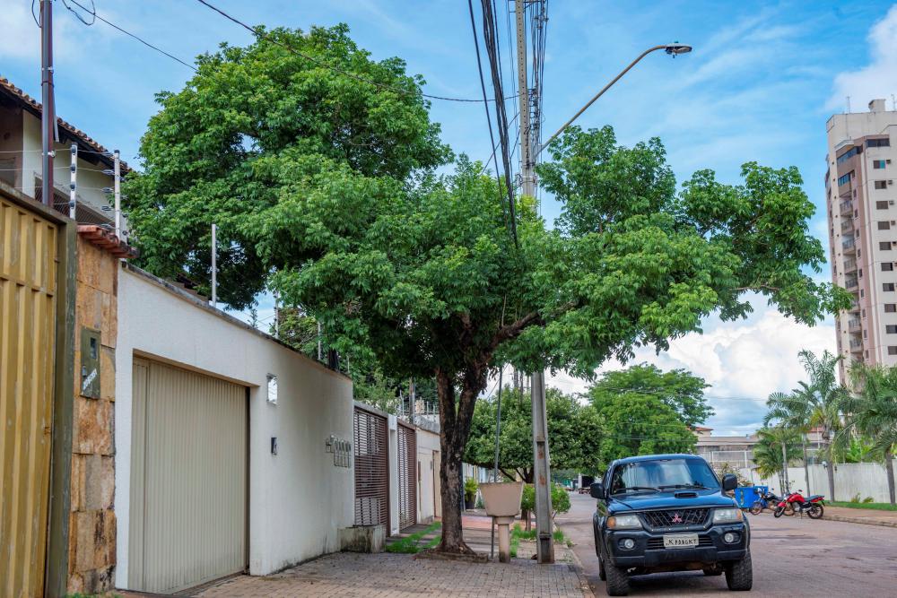 Manual de Arborização ensina identificar árvores mais indicadas para calçadas e quintais