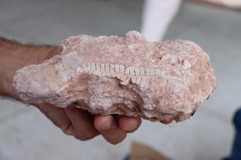 Ameto recebe doação de árvores fossilizadas do Naturatins