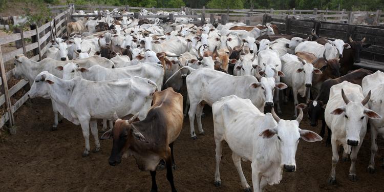 Pará registra caso de Vaca Louca e deixa país em alerta