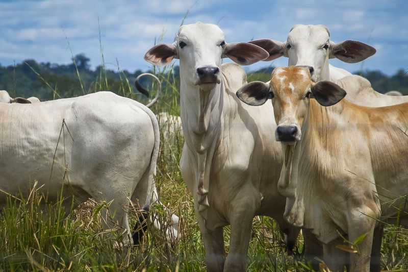 Governo do Tocantins diz em nota que está atento e acompanhando caso positivo de doença da vaca louca registrado em Marabá - PA